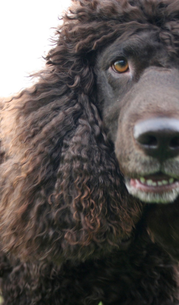 Порода ирландский водяной спаниель