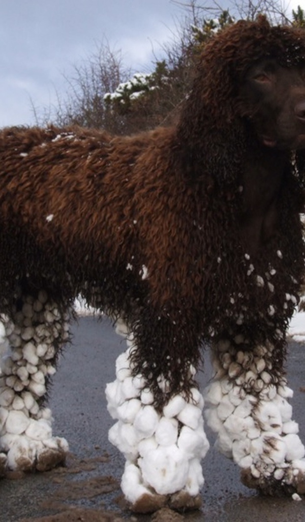 Ирландский водяной спаниель после бега по снегу