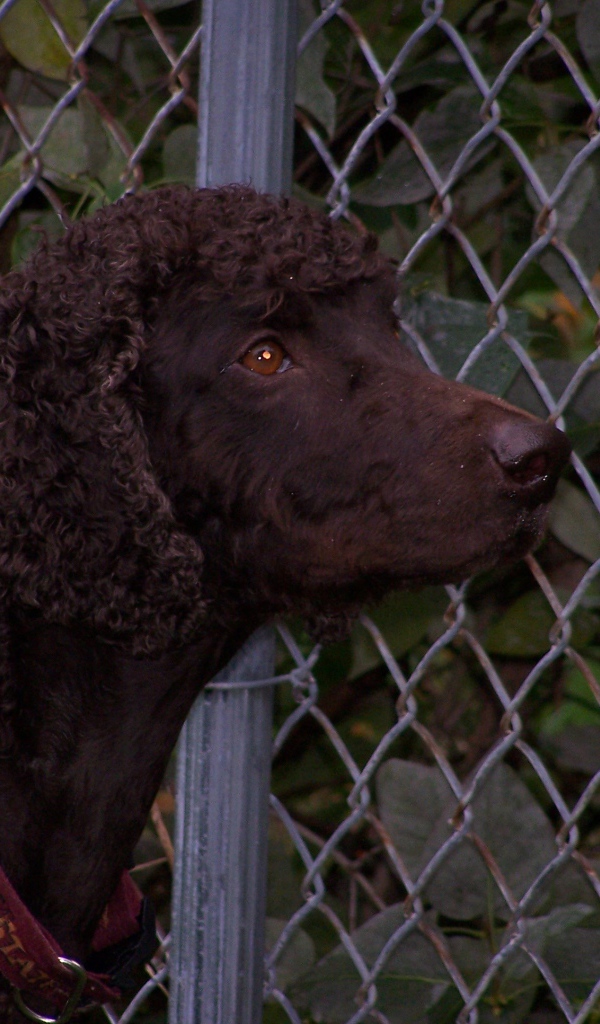 Ирландский водяной спаниель у забора