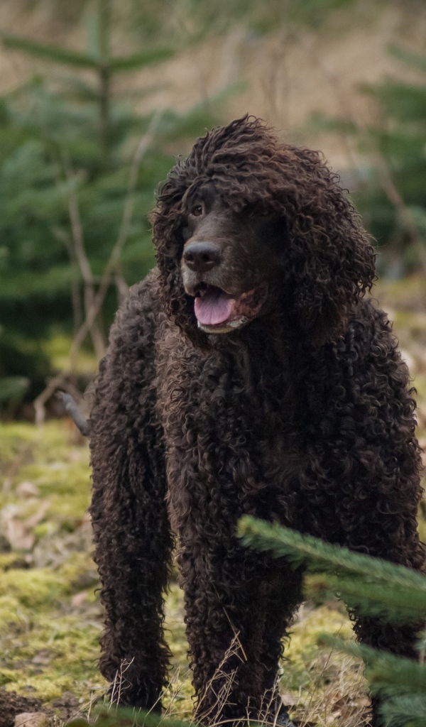 Ирландский водяной спаниель в лесу