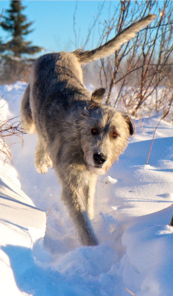 Ирландский волкодав на снегу