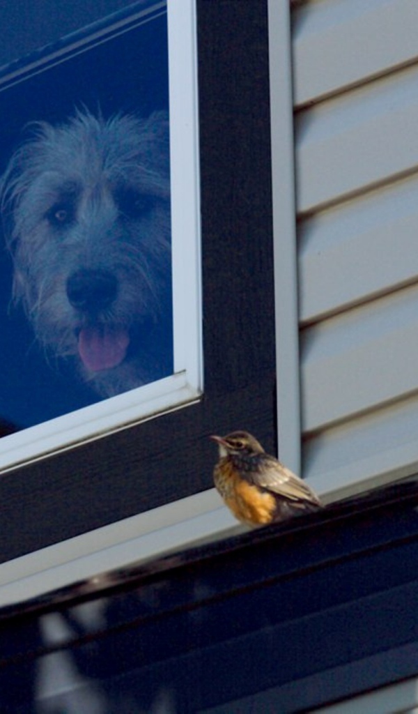 Ирландский волкодав смотрит из окна