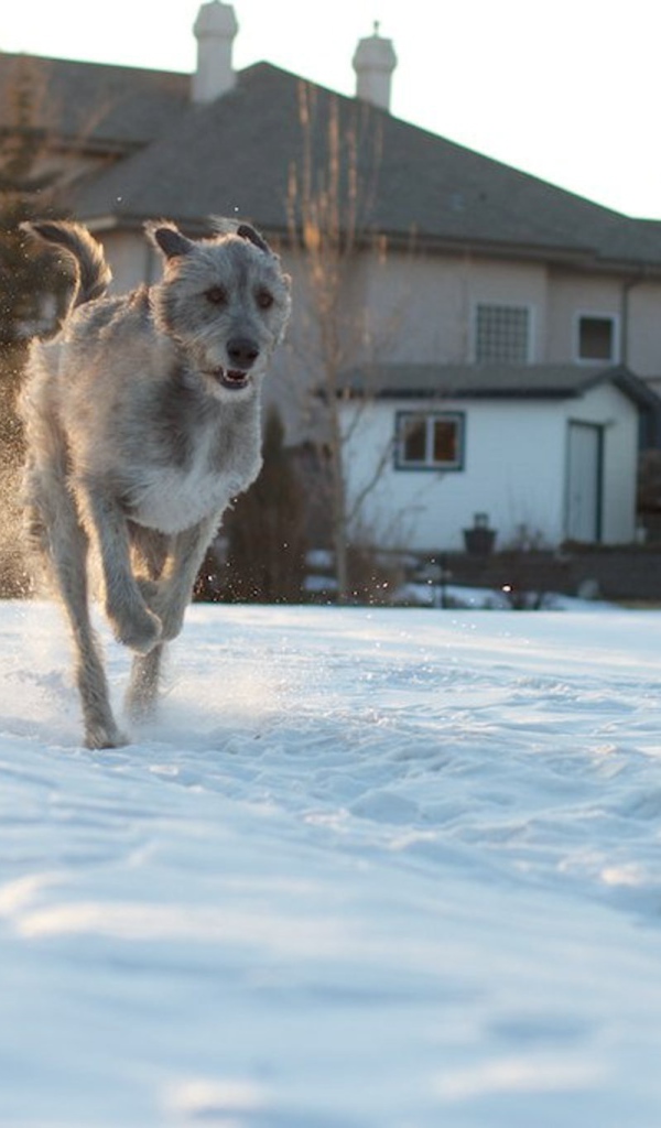 Ирландский волкодав на фоне домов