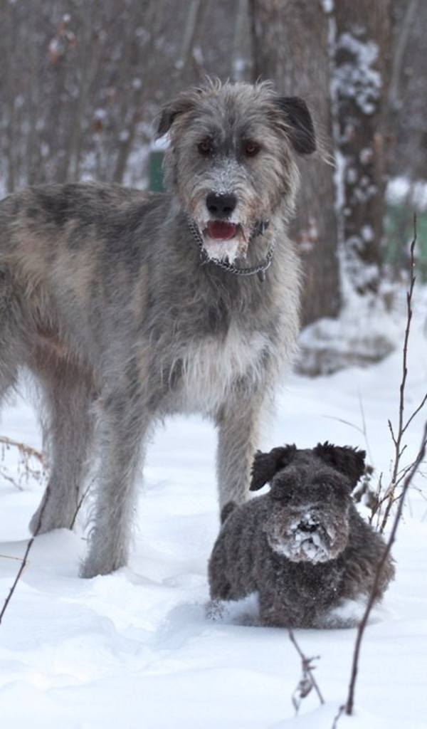 Ирландский волкодав с маленьким другом