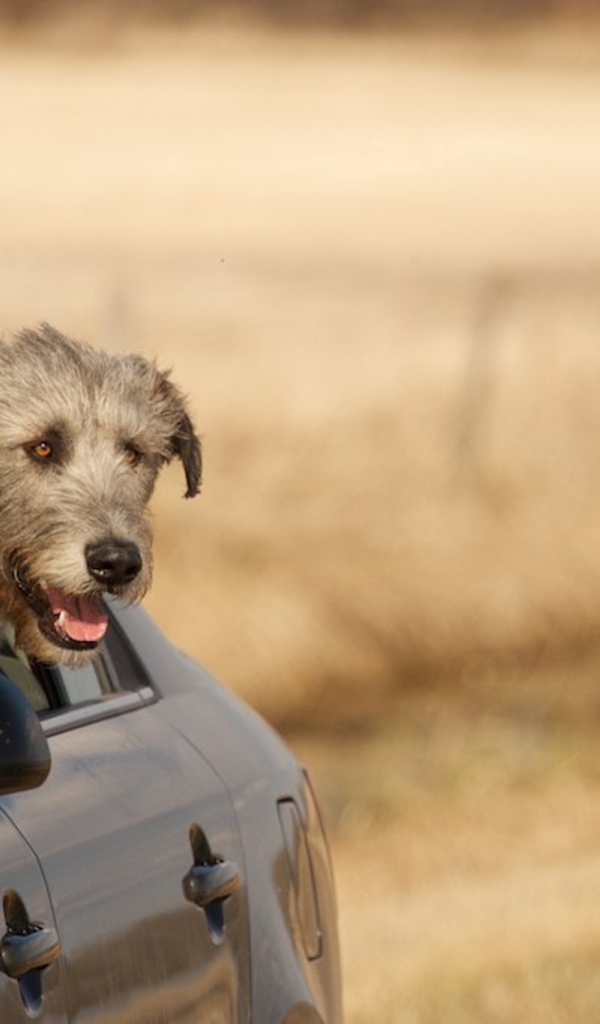 Пес ирландский волкодав смотрит в окно