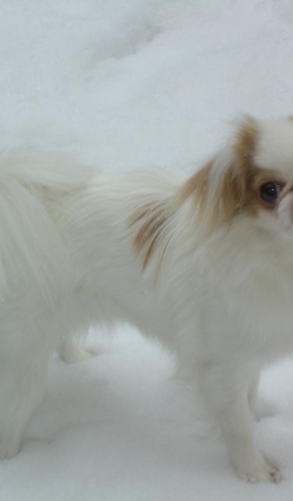 Японский хин на снегу