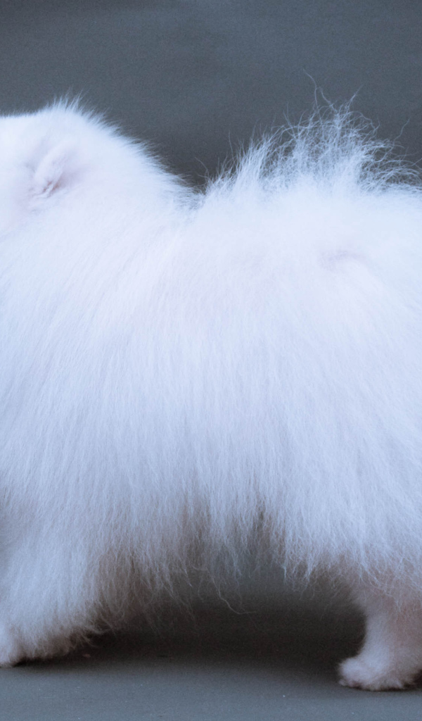 Японский шпиц позирует