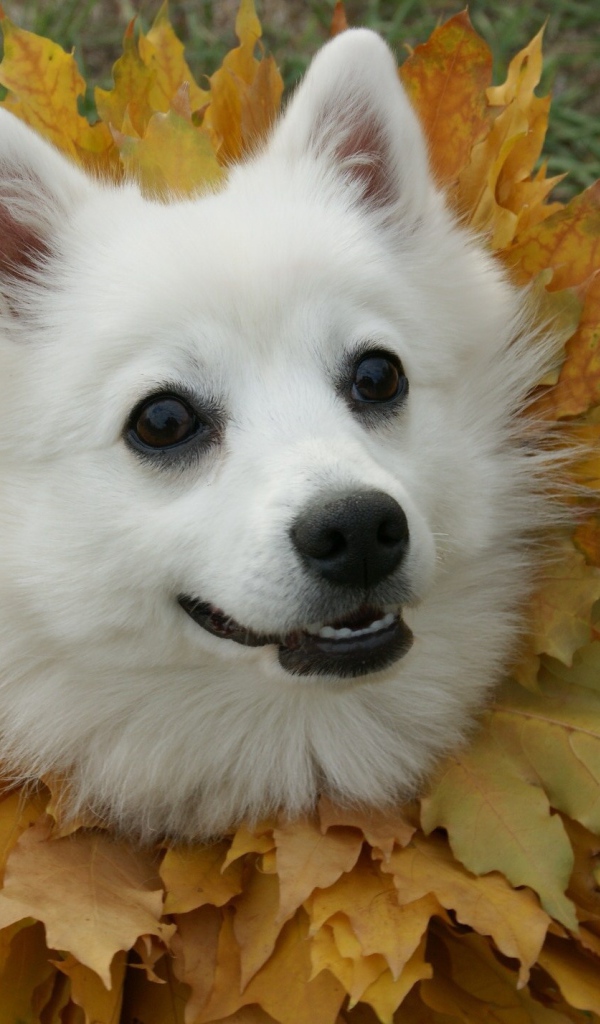 Японский шпиц в осеннем наряде