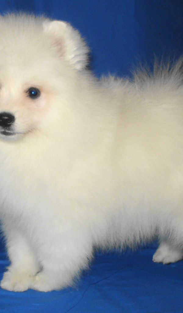 Щенок японского шпица