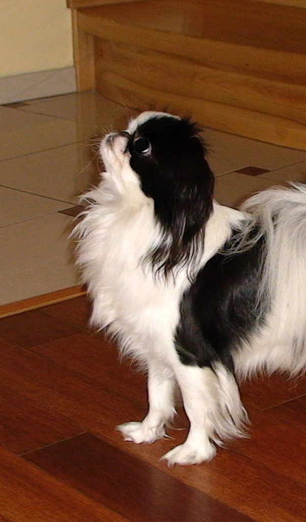 Японский хин на полу