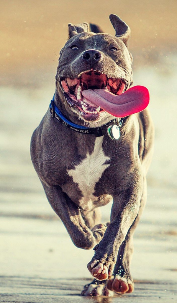 Радостный питбуль бежит