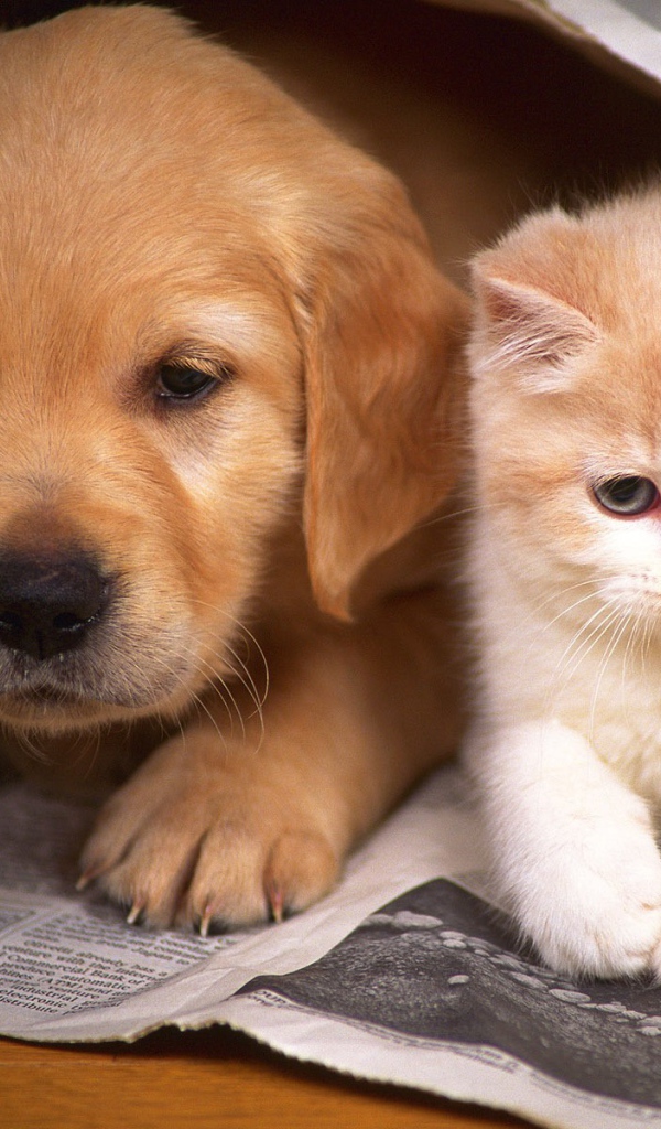 Котенок и щенок друзья