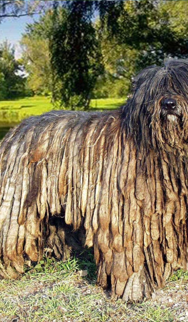 Собака комондор в парке