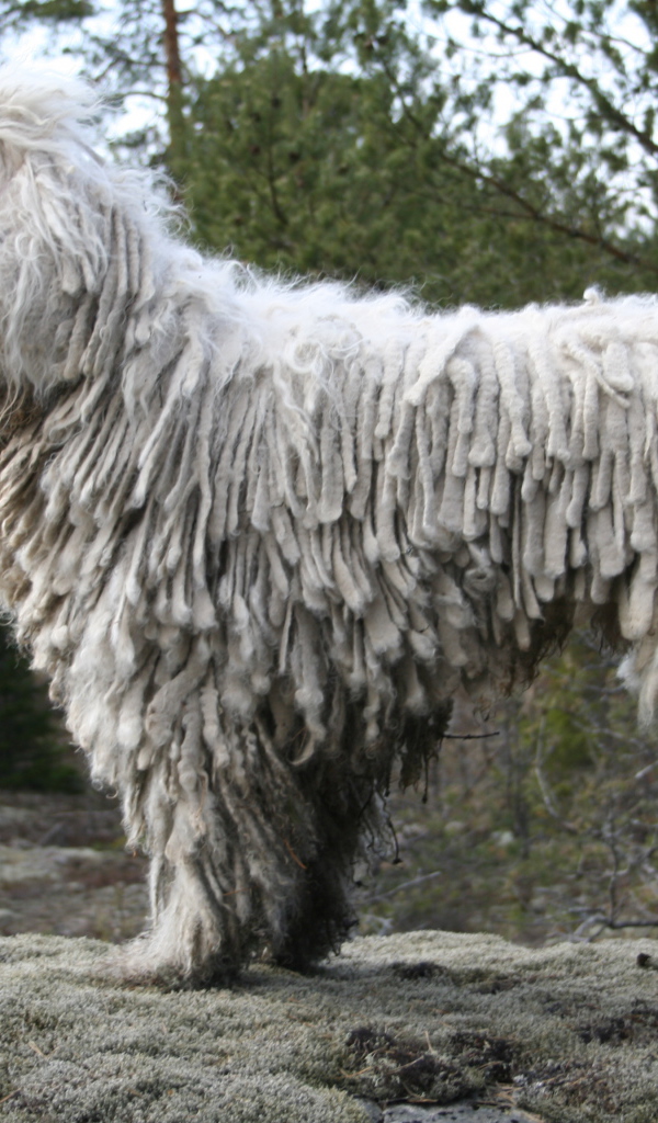 Собака комондор в лесу