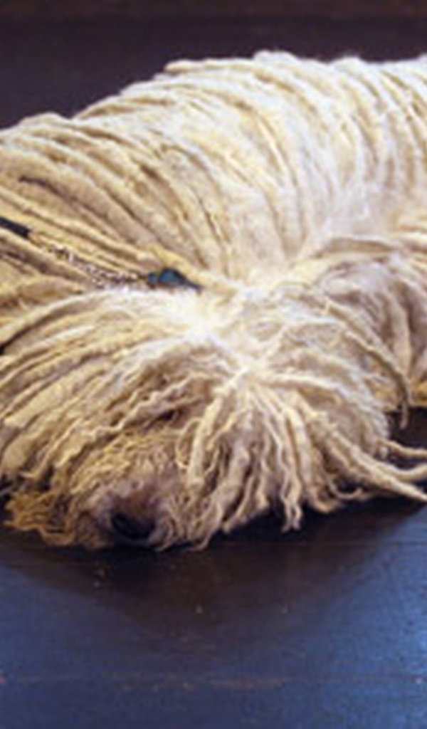 Собака комондор лежит на полу