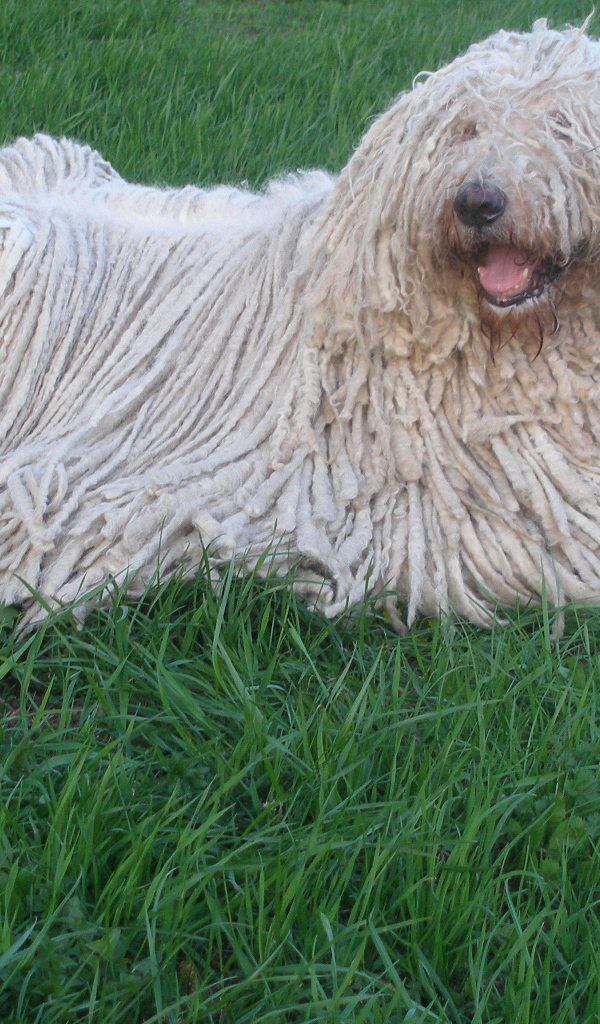 Собака с дредами комондор