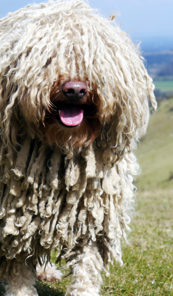 Комондор в горах