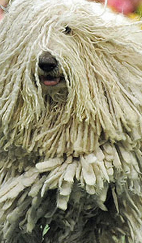 Комондор бежит навстречу