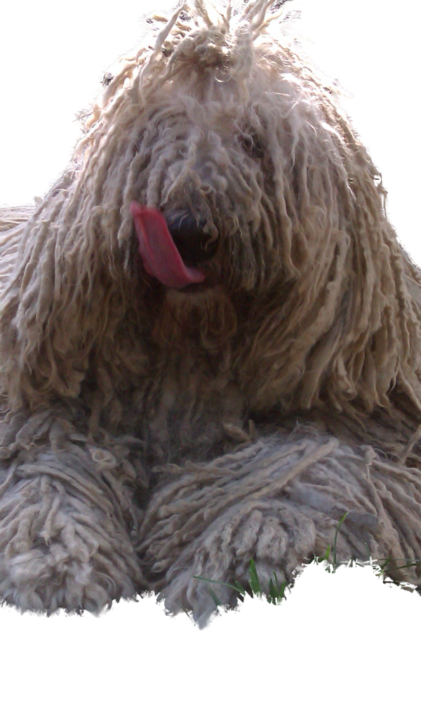 Комондор показывает язык