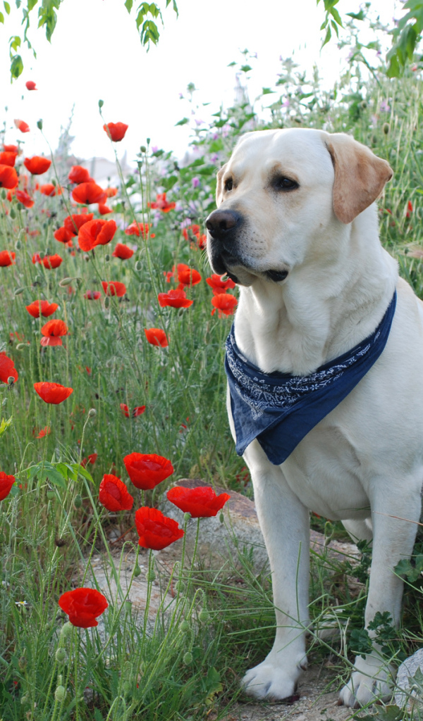 Лабрадор среди цветов