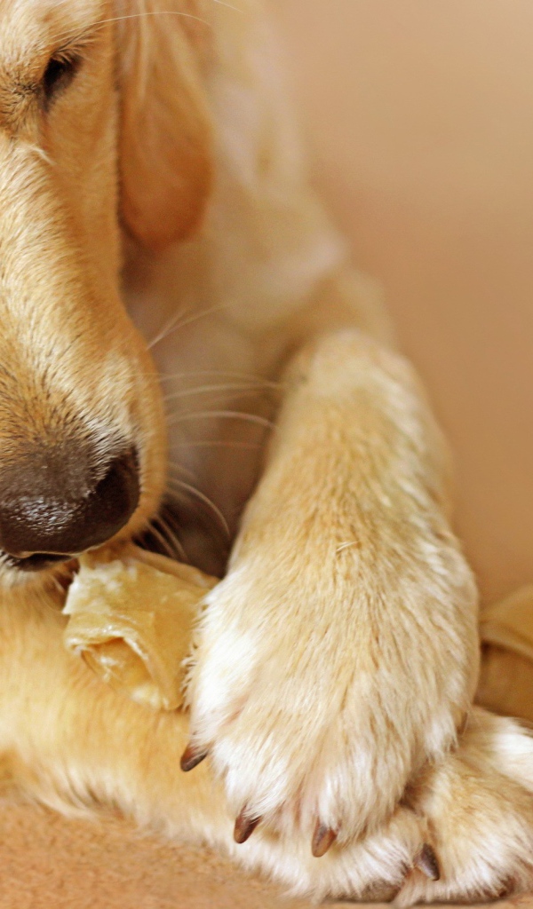 Лабрадор ест