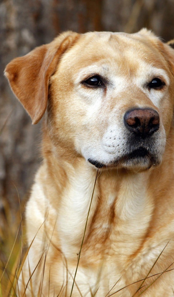 Лабрадор в лесу