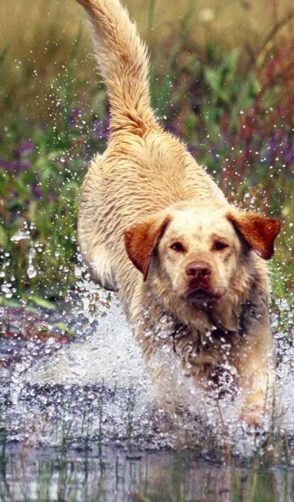Лабрадор бросается в воду
