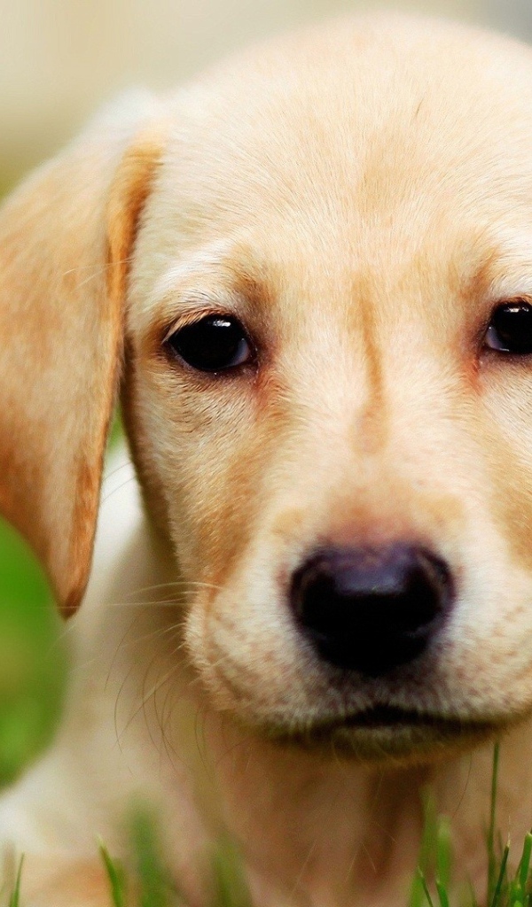 Щенок собаки лабрадор