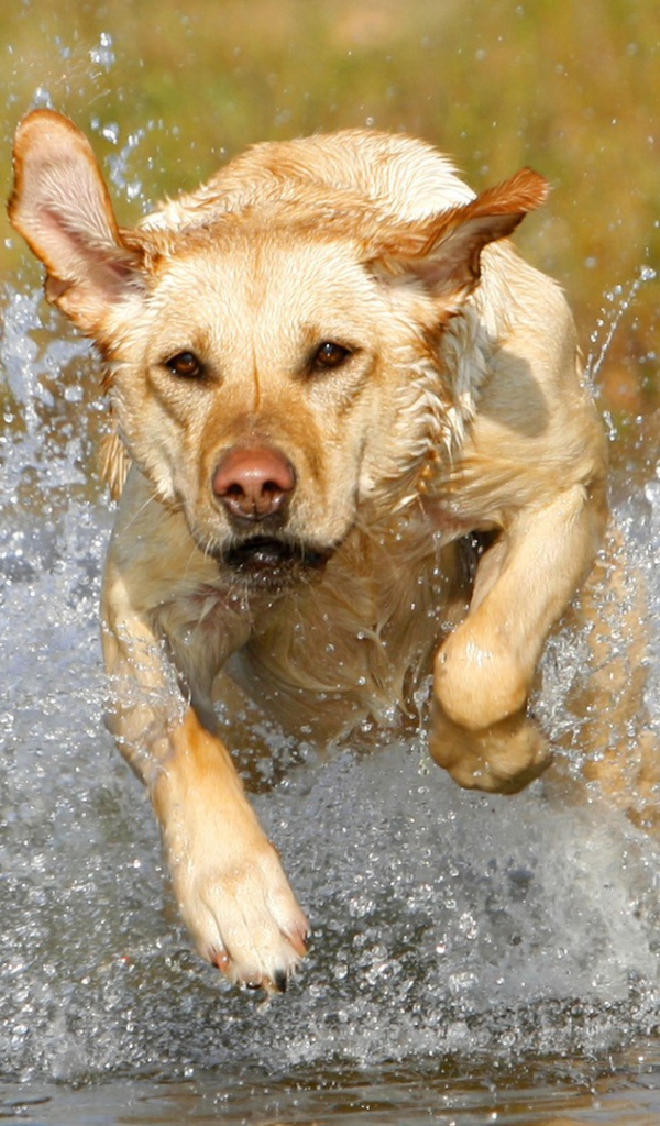 Лабрадор бежит по воде
