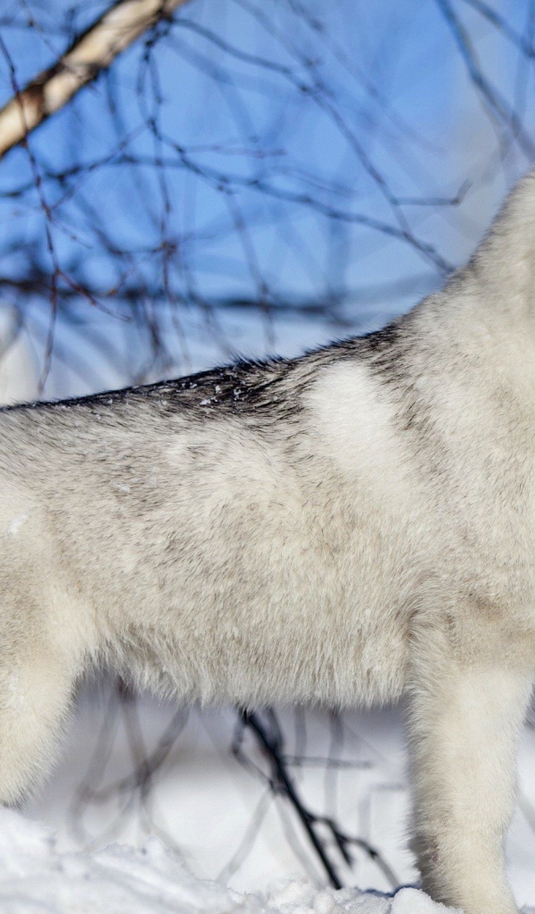Лайка у березы