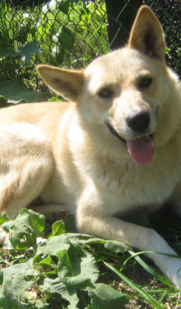 Лайка лежит у забора