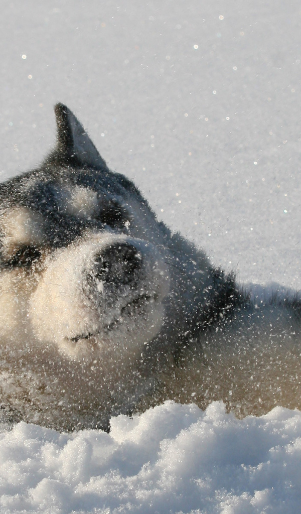 Лайка лежит в снегу