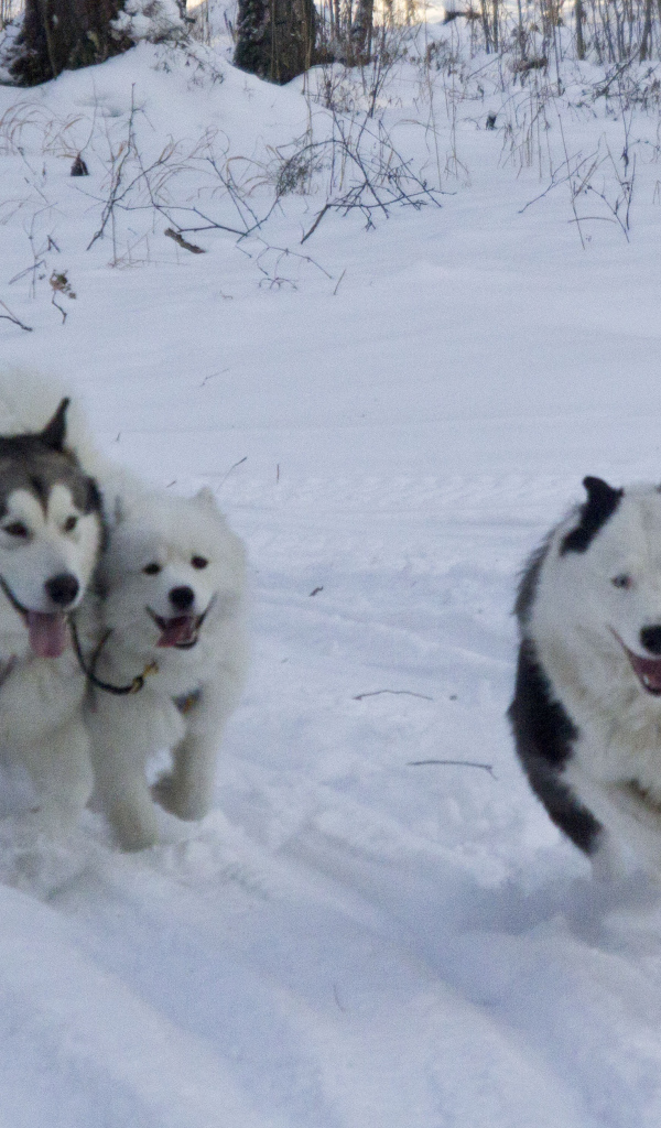 Лайки бегут по лесу