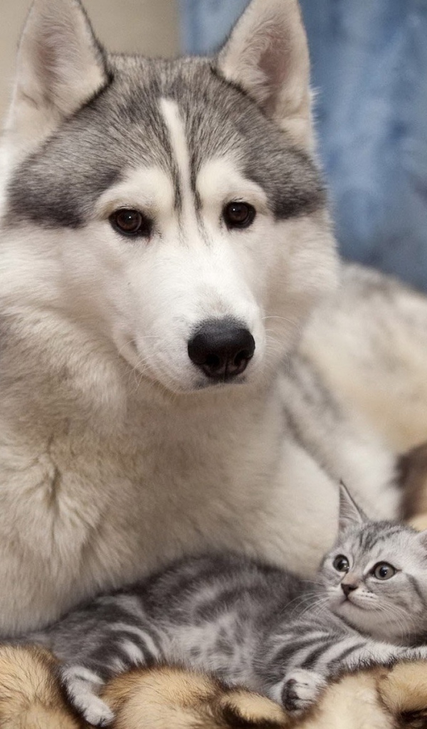 Лайка с котенком