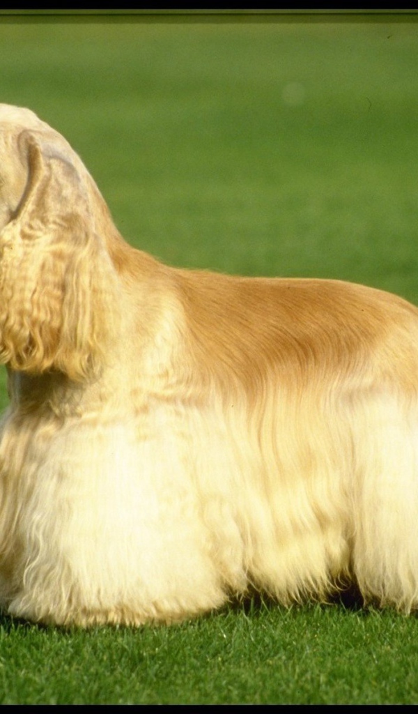 Ухоженный английский спаниэль