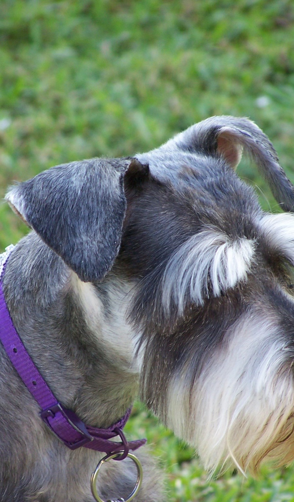 Ухоженный шнауцер на прогулке