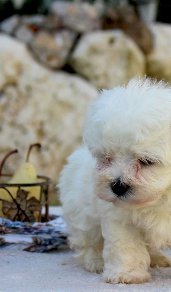 Болонка и корзина фруктов