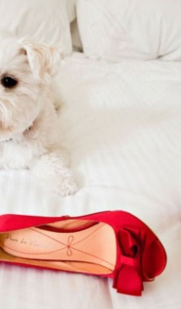 Болонка и красные туфли