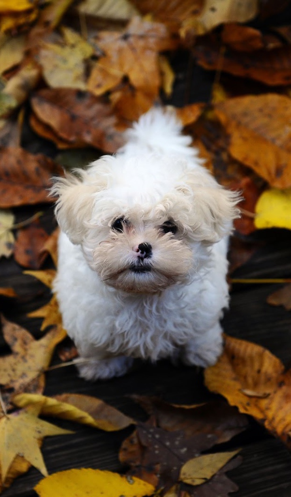 Болонка в осеннем парке