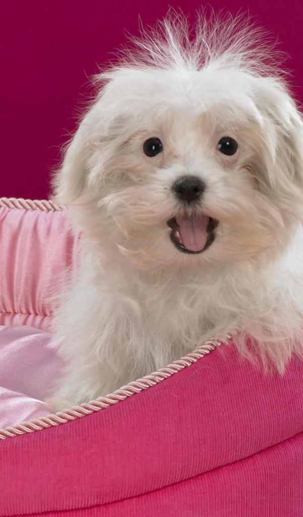 Болонка в розовом