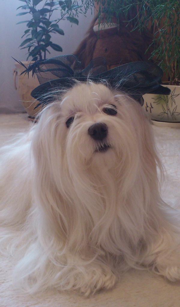 Болонка в квартире