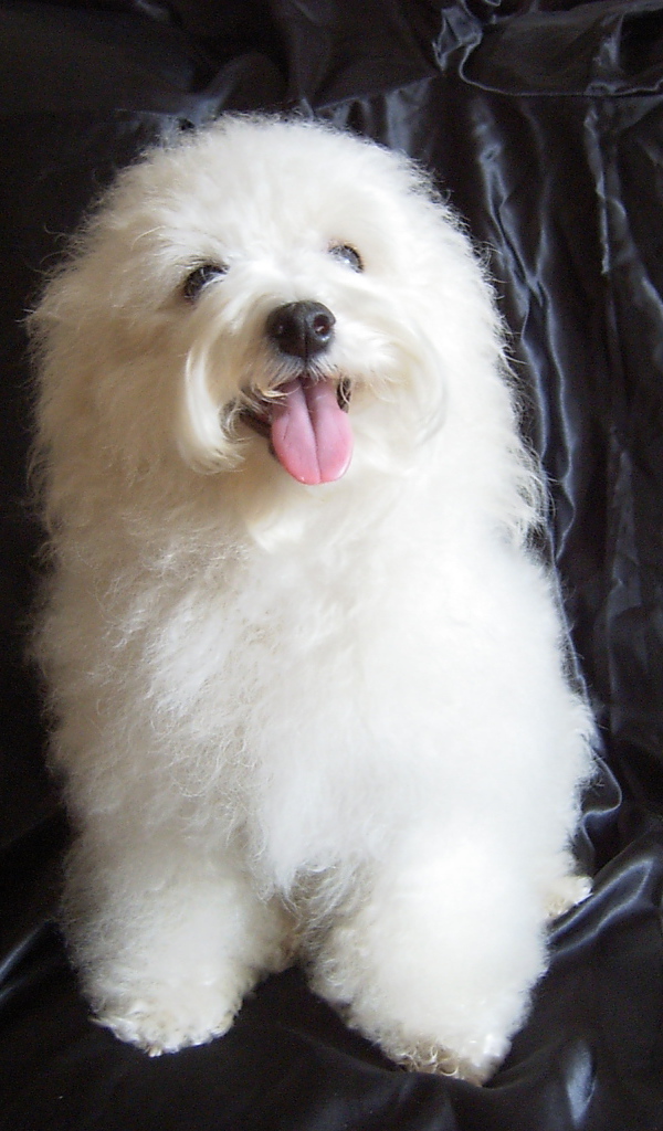 Болонка на чёрном фоне