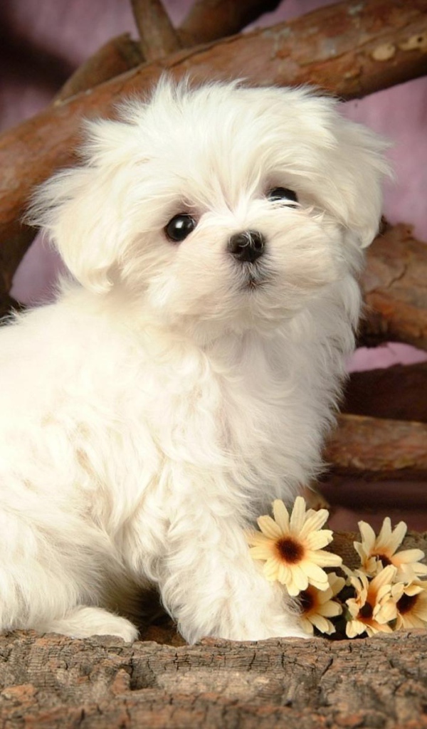 Щенок болонки с цветами