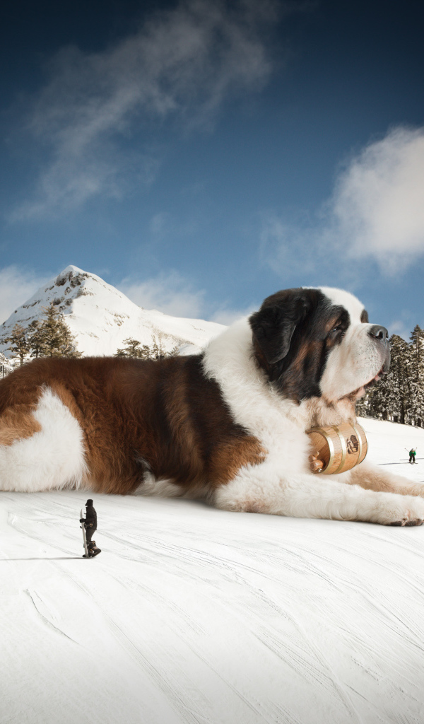 Большой сенбернар у подъемника