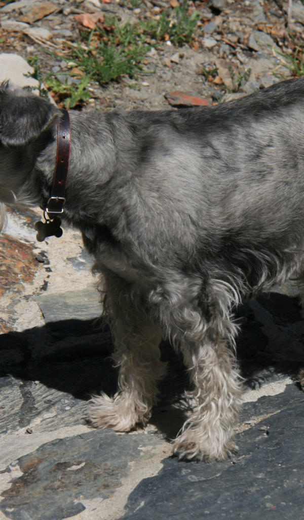 Большой серый шнауцер