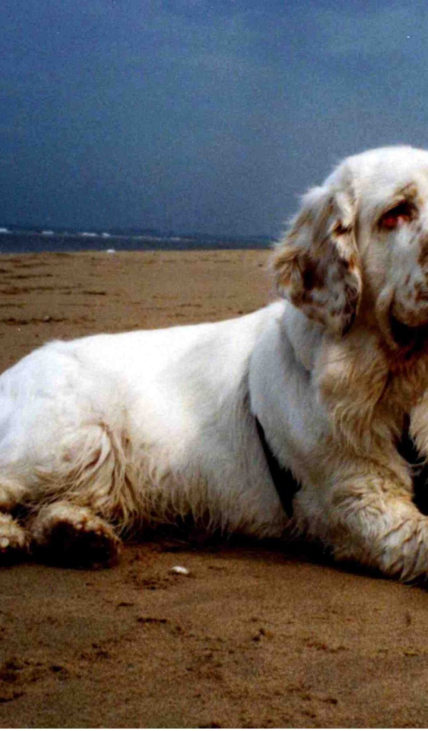 Большой спаниель на пляже