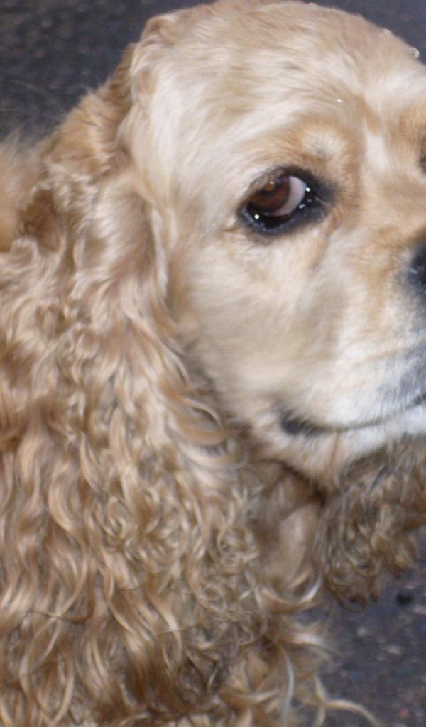 Хитрый взгляд собаки спаниеля