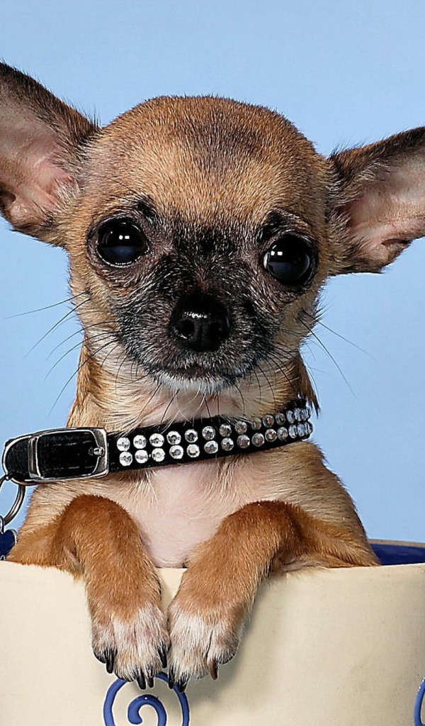 Маленькая чихуахуа в чашке