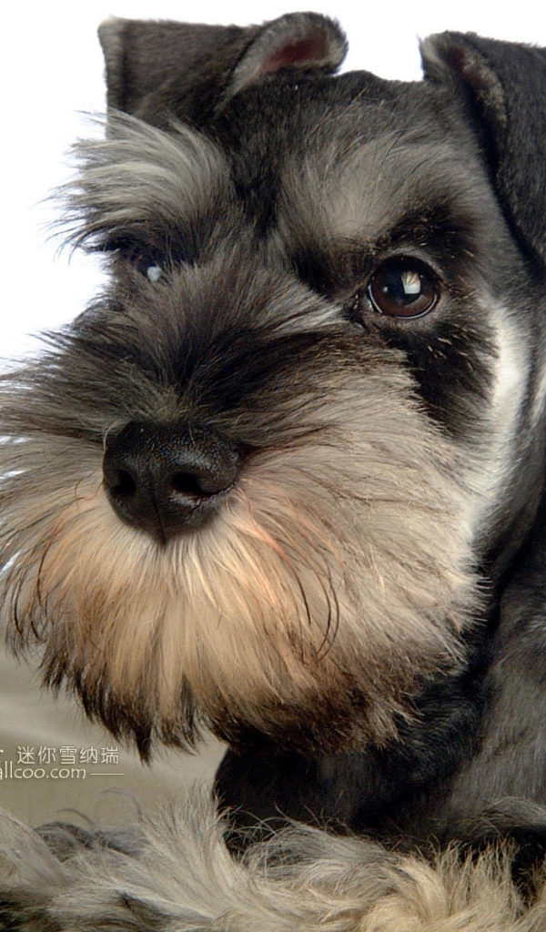 Маленький шнауцер на подушке