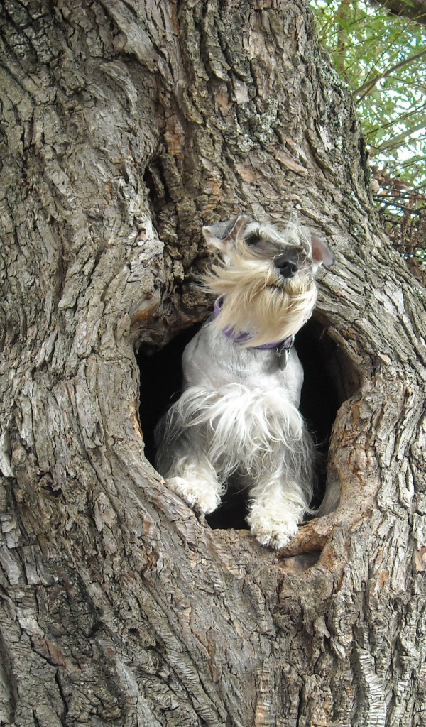 Маленький шнауцер на дереве